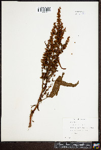 Rumex obtusifolius image