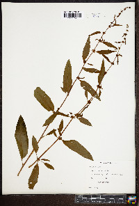 Rumex obtusifolius image