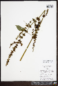 Rumex obtusifolius image