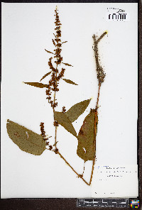 Rumex obtusifolius image