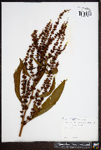 Rumex obtusifolius image