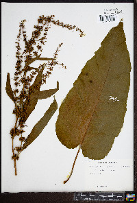 Rumex obtusifolius image