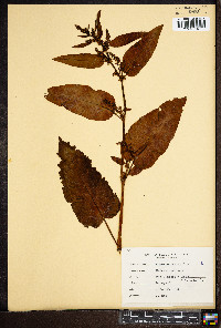 Rumex obtusifolius image