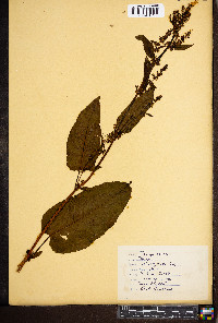 Rumex obtusifolius image