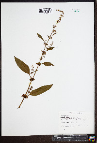 Rumex obtusifolius image