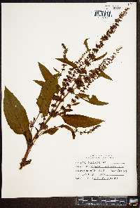 Rumex obtusifolius image