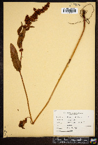 Rumex verticillatus image