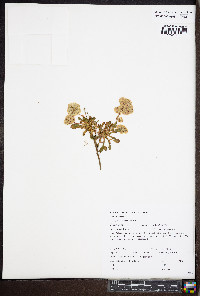 Spraguea umbellata image