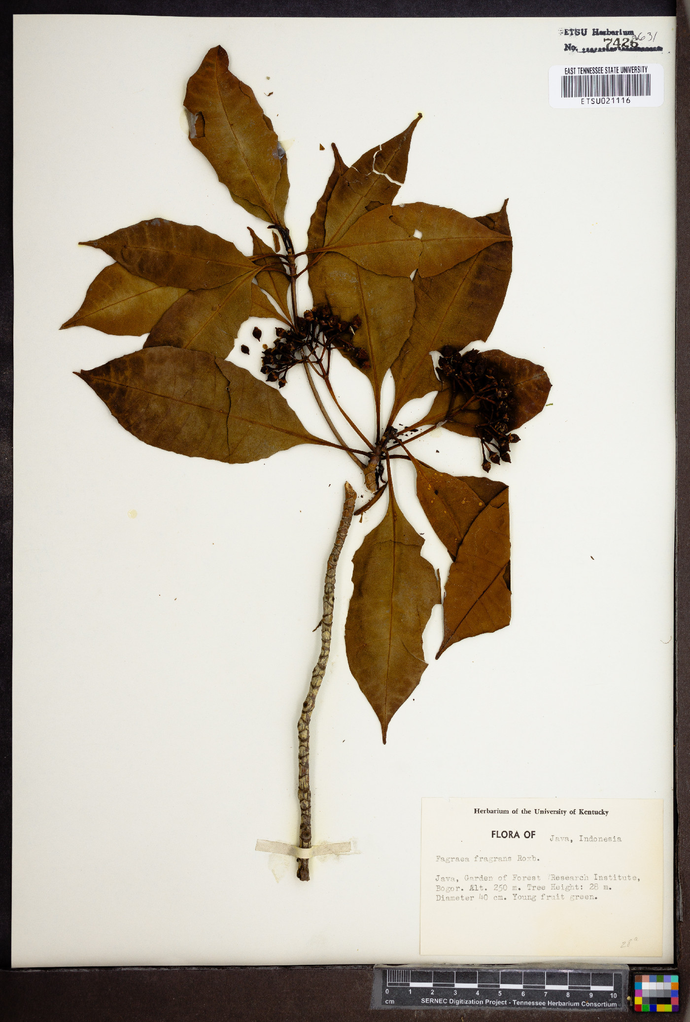Fagraea fragrans image
