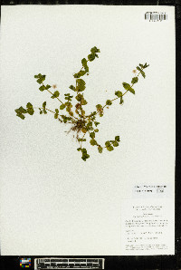 Lysimachia arvensis image