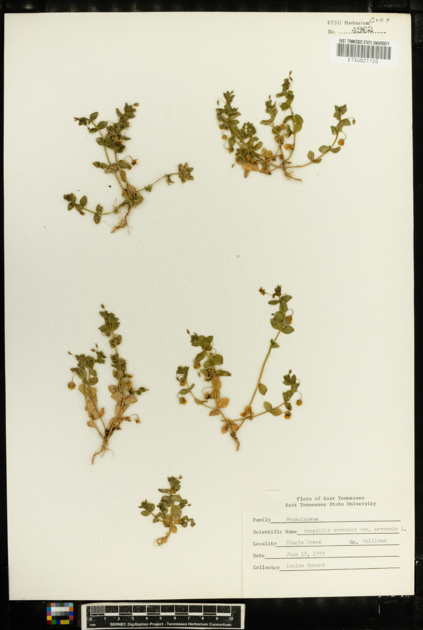 Anagallis arvensis var. arvensis image