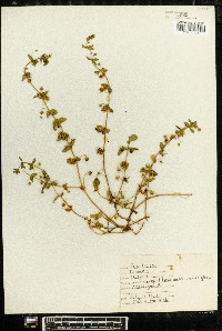 Lysimachia arvensis image