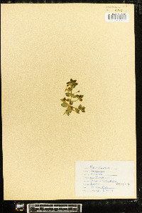 Lysimachia arvensis image