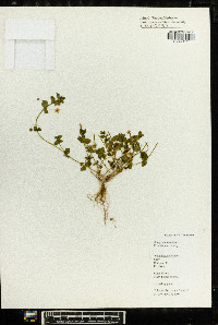 Lysimachia arvensis image