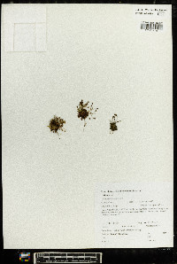 Androsace septentrionalis image