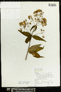 Lysimachia fraseri image