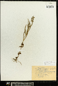 Lysimachia lanceolata image