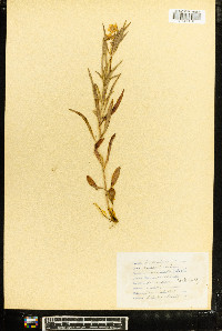 Lysimachia lanceolata image