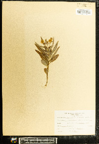 Lysimachia lanceolata image