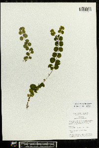 Lysimachia nummularia image