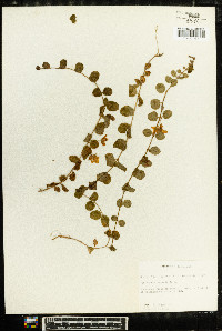 Lysimachia nummularia image