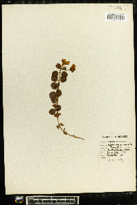 Lysimachia nummularia image