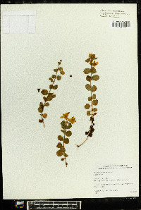 Lysimachia nummularia image