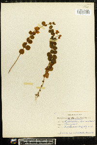 Lysimachia nummularia image