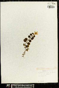 Lysimachia nummularia image