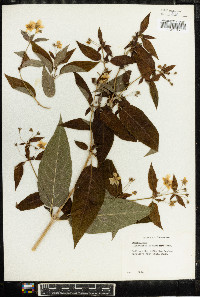 Lysimachia quadriflora image