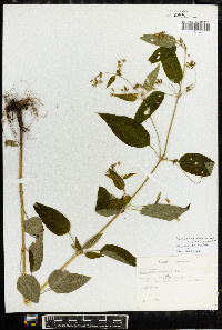 Lysimachia tonsa image