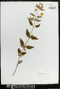 Lysimachia tonsa image