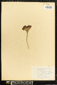 Primula laurentiana image