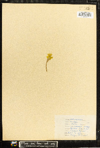 Primula veris image