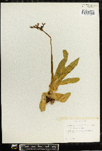 Primula parryi image