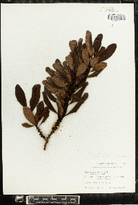 Rapanea guianensis image