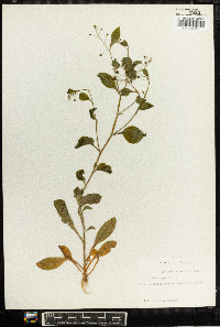 Samolus parviflorus image
