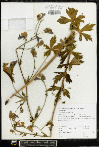 Aconitum columbianum image