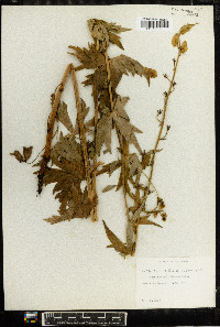 Aconitum columbianum image