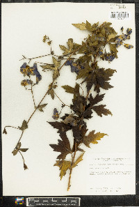 Aconitum uncinatum image