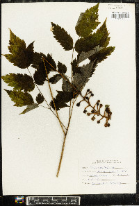 Actaea alba image