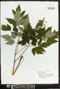 Actaea pachypoda image