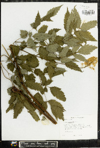 Actaea pachypoda image