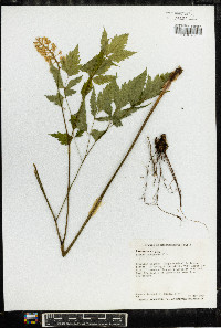 Actaea pachypoda image