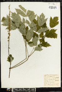 Actaea racemosa image