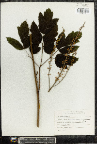 Actaea racemosa image