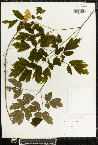 Actaea racemosa image