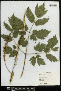 Actaea racemosa image