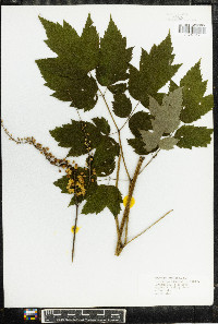 Actaea racemosa image