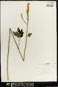 Actaea racemosa image